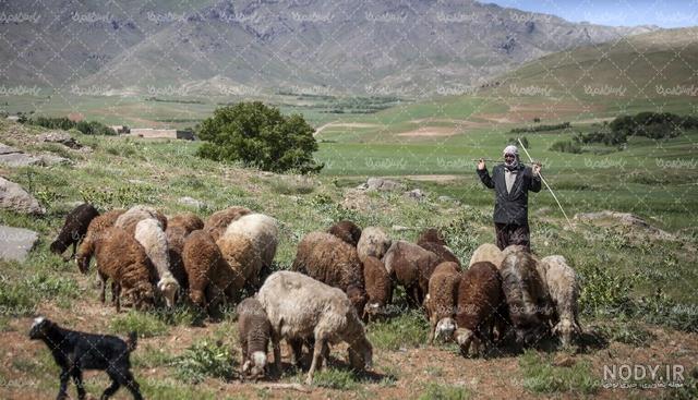 چوپان - 100هنر چوپان - 100هنر