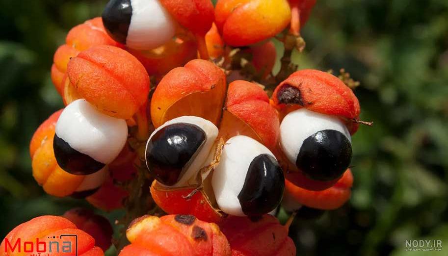 10 کاربرد جالب و حتی عجیب صابون