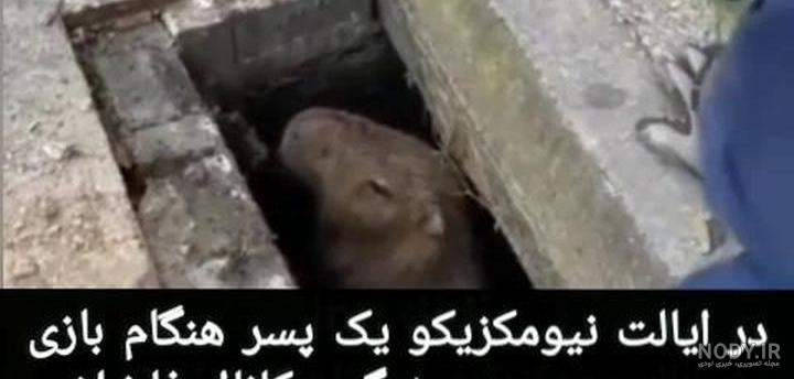 انواع موش و شایعترین گونه های آن