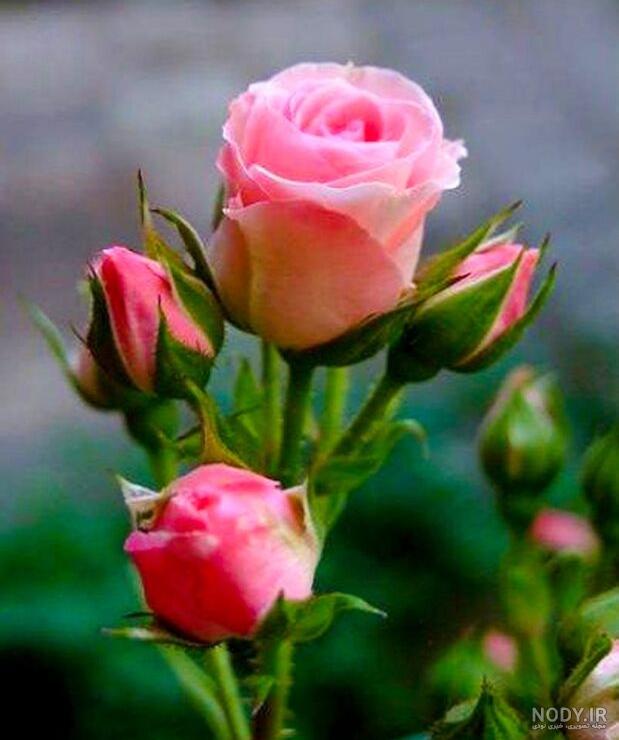 تصویر زمینه گل برای گوشی - مجله نورگرام