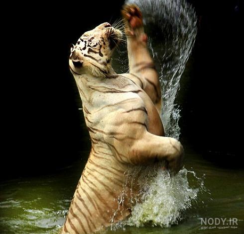 عکس ببر بنگال برای تصویر زمینه