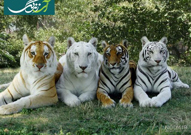 عکس ببر بنگالی