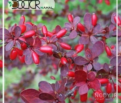 18 خواص زرشک برای انسان: (از خاصیت و فواید زرشک بیشتر بدانید ...