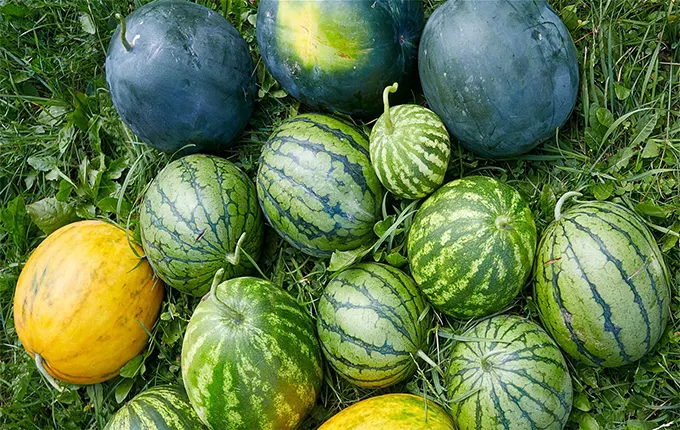 تخمه هندوانه سفید؛ طعمی دلپذیر 3 نوع نمکی سرکه ای زعفرانی seeds - آراد برندینگ تخمه هندوانه سفید؛ طعمی دلپذیر 3 نوع نمکی سرکه ای زعفرانی seeds - آراد برندینگ