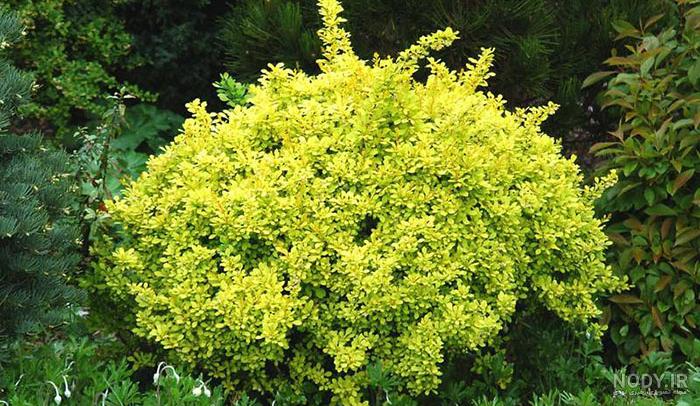 خواص زرشک و آب زرشک برای کبد، معده، قلب و پوست + عوارض آن