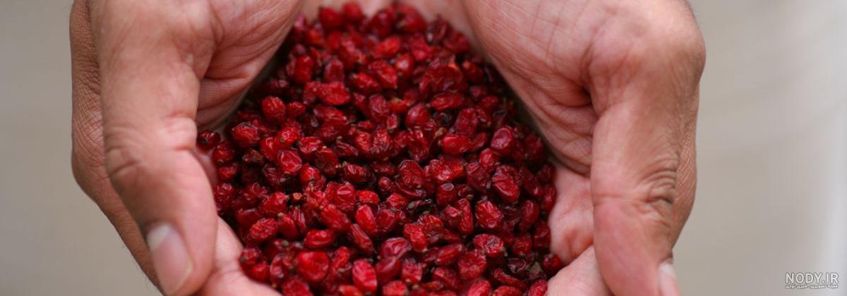 زرشک مجموعه ای از طرح های زرشک زرشک روی شاخه ها گل های زرشک و توت های ...