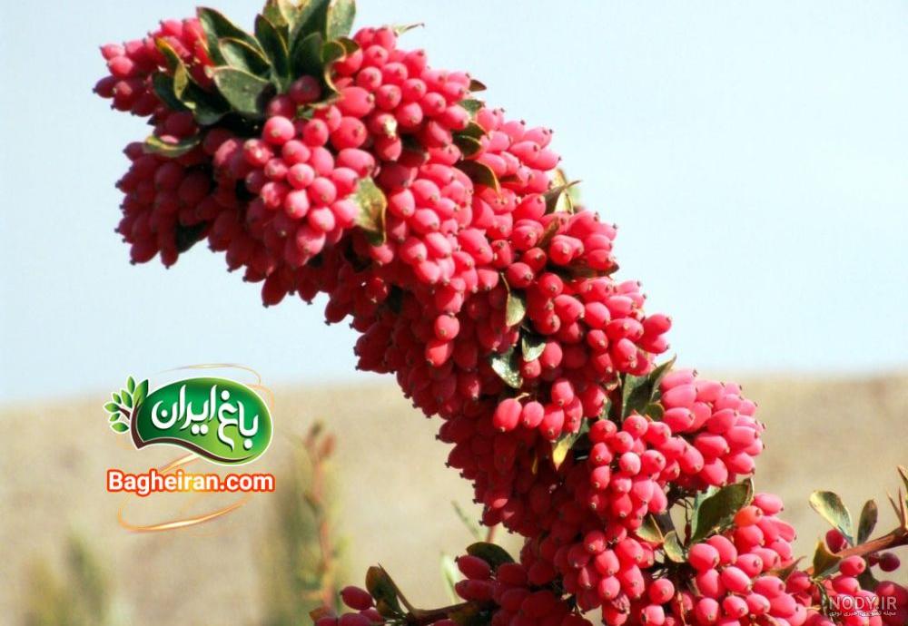 طرح تصویر با کیفیت زرشک پلو با مرغ | گرافیک طرح