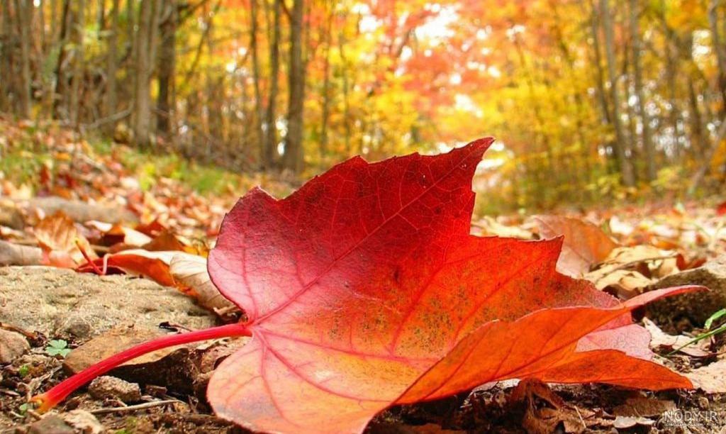 متن زیبا و جدید برای شروع ماه مهر (پاییز) متن زیبا و جدید برای شروع ماه مهر (پاییز)