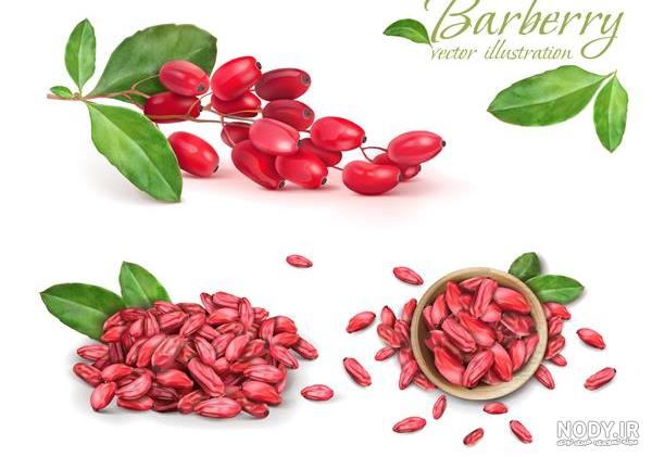 معرفی درختچه زرشک زینتی ( berberis) | داداگل | گل و گیاه دادمهر