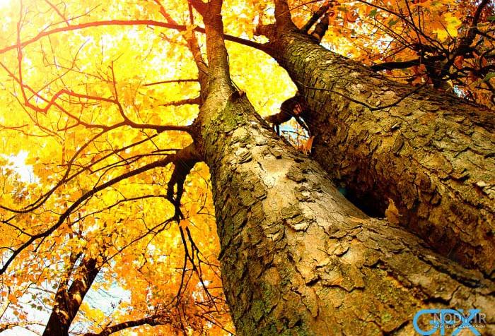 بی نظیرترین عکس های پاییزی 🍂 | لست‌سکند