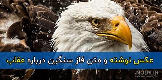 عکس عقاب با متن سنگین عکس عقاب با متن سنگین