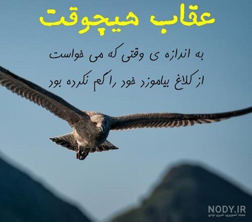 عکس عقاب با کیفیت بالا عکس عقاب با کیفیت بالا