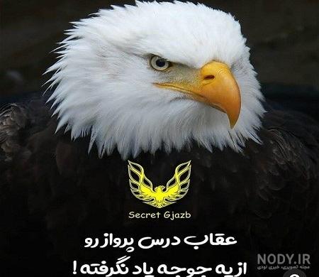 عکس عقاب برای پروفایل انواع شبکه های اجتماعی عکس عقاب برای پروفایل انواع شبکه های اجتماعی