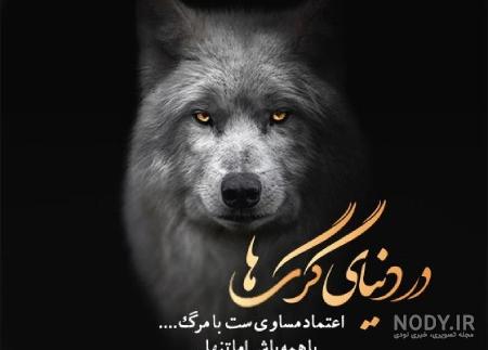 عکس گرگ برای پروفایل | 110 عکس از گرگ های زیبا و وحشی - دلبرانه عکس گرگ برای پروفایل | 110 عکس از گرگ های زیبا و وحشی - دلبرانه