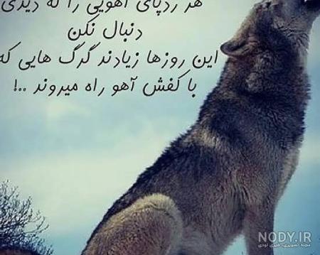 مجموعه عکس گرگ های فوق العاده زیبا و خاص با کیفیت بالا مجموعه عکس گرگ های فوق العاده زیبا و خاص با کیفیت بالا