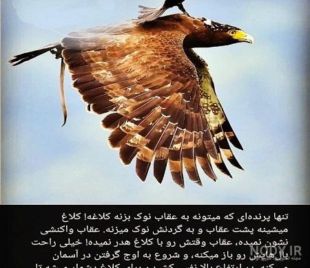 مصدومیت عقاب طلایی بر اثر برخورد با دکل برق فشارقوی/ عکس - خبرآنلاین مصدومیت عقاب طلایی بر اثر برخورد با دکل برق فشارقوی/ عکس - خبرآنلاین