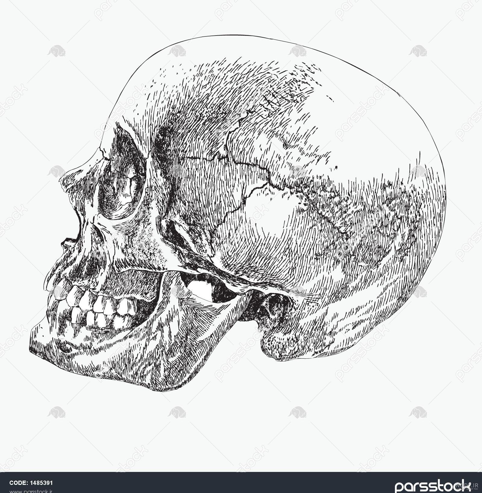 مولاژ اسکلت بدن انسان (اندازه طبیعی) - دانا آزما مولاژ اسکلت بدن انسان (اندازه طبیعی) - دانا آزما