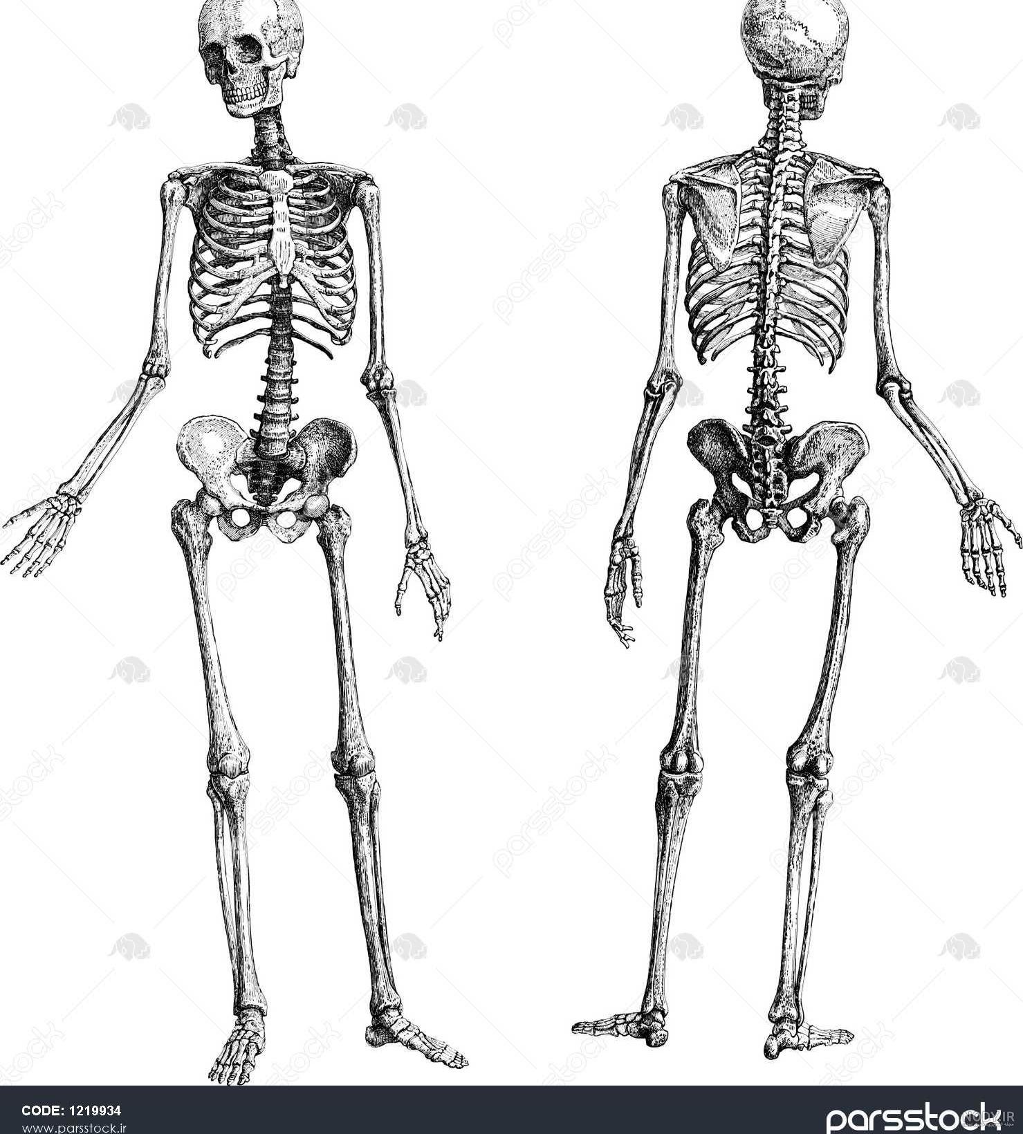 نحوه طراحی جمجمه انسان به صورت گام به گام - نحوه طراحی جمجمه انسان نحوه طراحی جمجمه انسان به صورت گام به گام - نحوه طراحی جمجمه انسان