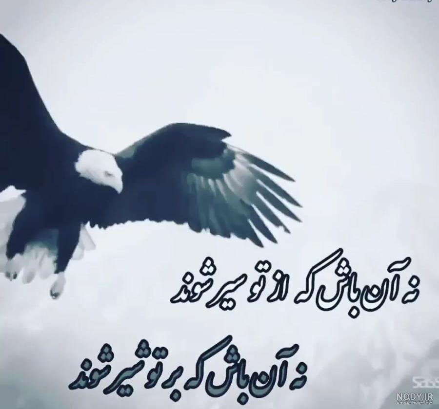 واقعیاتی جالب درباره زندگی انواع عقاب ها | پایگاه خبری تحلیلی صدای حوزه | پایگاه خبری تحلیلی صدای حوزه واقعیاتی جالب درباره زندگی انواع عقاب ها | پایگاه خبری تحلیلی صدای حوزه | پایگاه خبری تحلیلی صدای حوزه