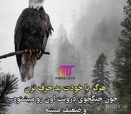 ۵۰ شعر و متن در مورد عقاب و پرواز عقاب، بسیار زیبا - ستاره ۵۰ شعر و متن در مورد عقاب و پرواز عقاب، بسیار زیبا - ستاره