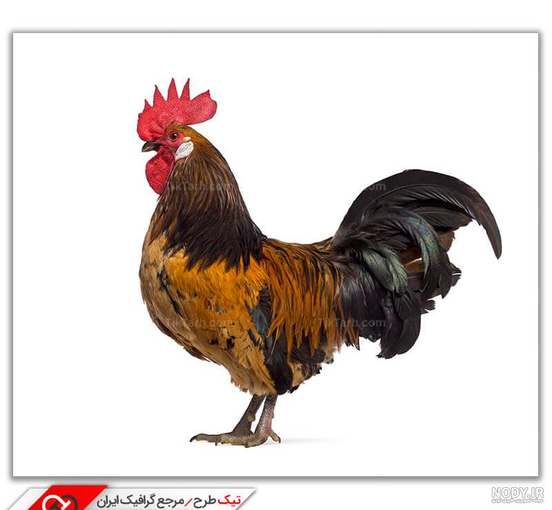 40 عکس از انواع خروس لاری اصیل جنگی (زیبا و جدید) - هنر فردی 40 عکس از انواع خروس لاری اصیل جنگی (زیبا و جدید) - هنر فردی