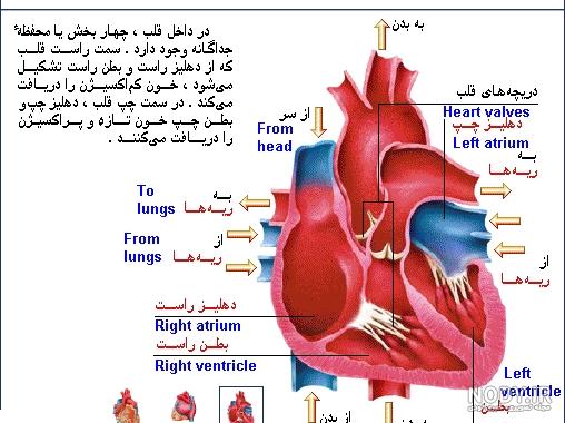 آناتومی دهلیز ها و بطن های قلب | ویکی آناتومی آناتومی دهلیز ها و بطن های قلب | ویکی آناتومی