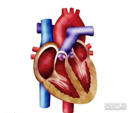 آناتومی قلب انسان و سیستم گردش خون - آکادمی آنلاین مهندسی پزشکی و هوش مصنوعی آناتومی قلب انسان و سیستم گردش خون - آکادمی آنلاین مهندسی پزشکی و هوش مصنوعی