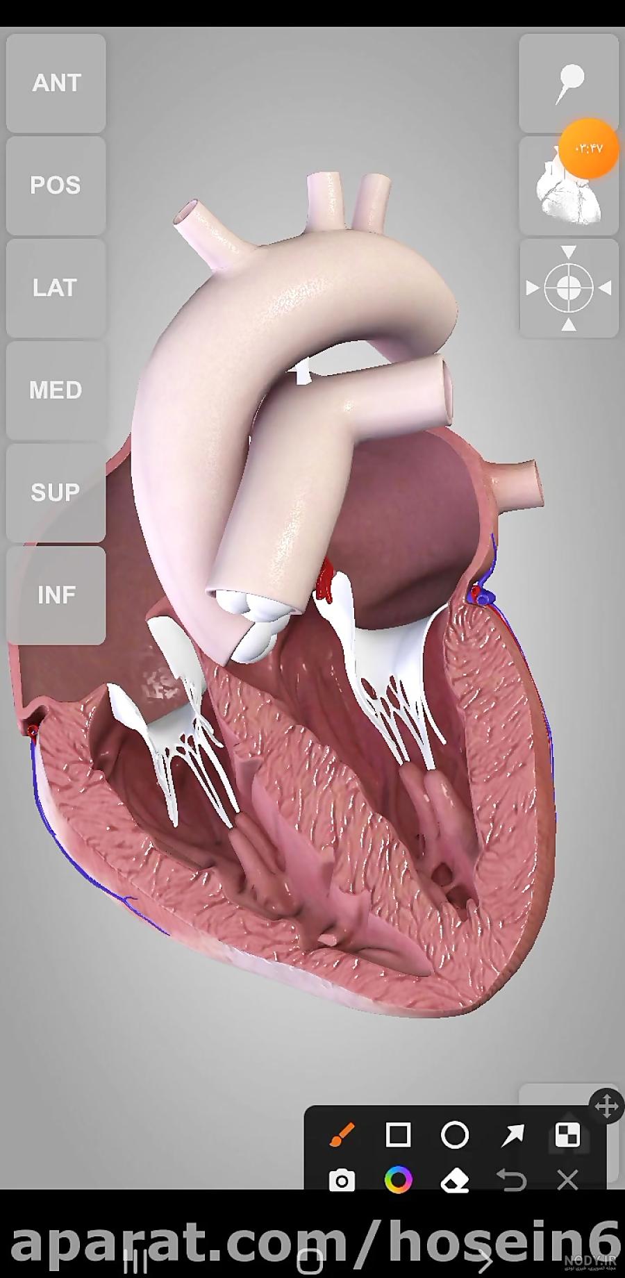 انیمیشنی جالب درباره ساختار قلب انسان | animation about the heart function انیمیشنی جالب درباره ساختار قلب انسان | animation about the heart function