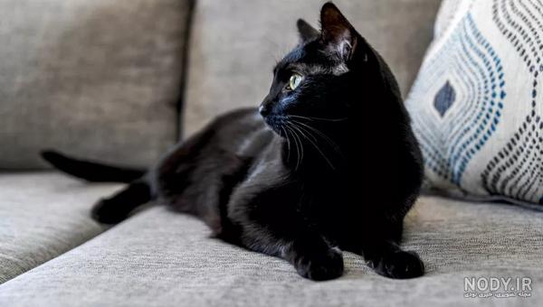 بچه گربه سیاه بامزه black cat picture بچه گربه سیاه بامزه black cat picture