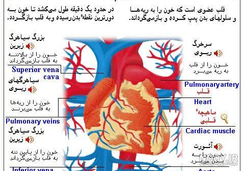 تشریح اجزای قلب ، سه بعدی ،دبیر آقای گودرزی تشریح اجزای قلب ، سه بعدی ،دبیر آقای گودرزی
