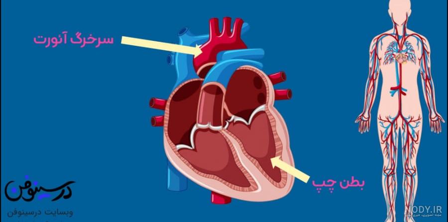 تشریح قلب تشریح قلب