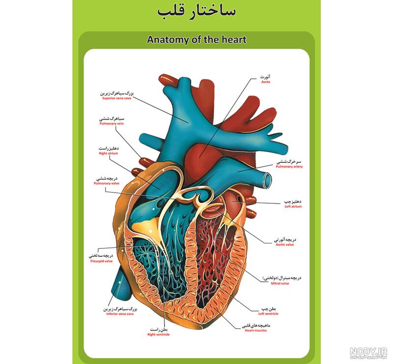 تشریح قلب انسان تشریح قلب انسان