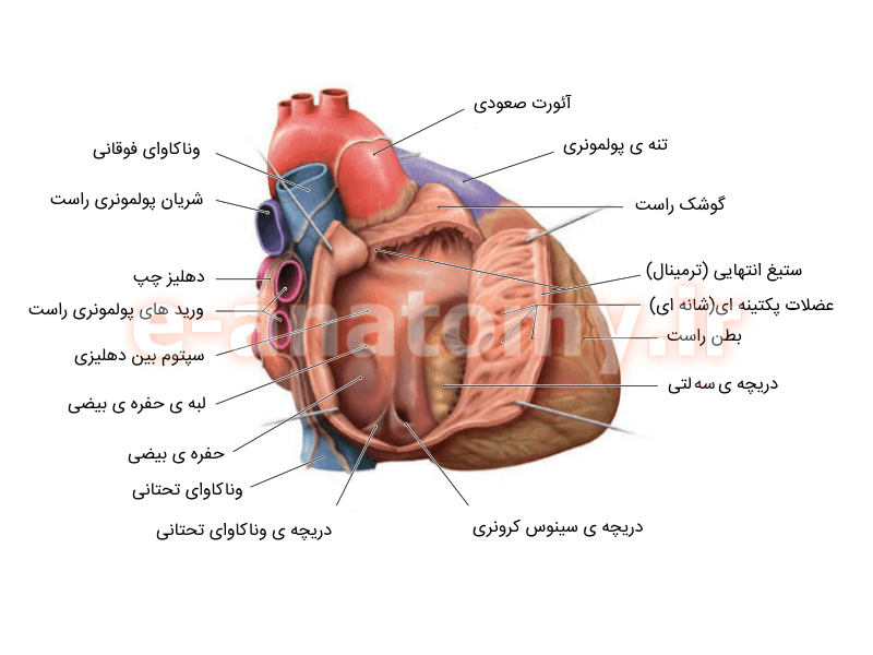 ساخت قلب انسان با استفاده از سلول انسانی و چاپگر سه بعدی+عکس - تسنیم ساخت قلب انسان با استفاده از سلول انسانی و چاپگر سه بعدی+عکس - تسنیم