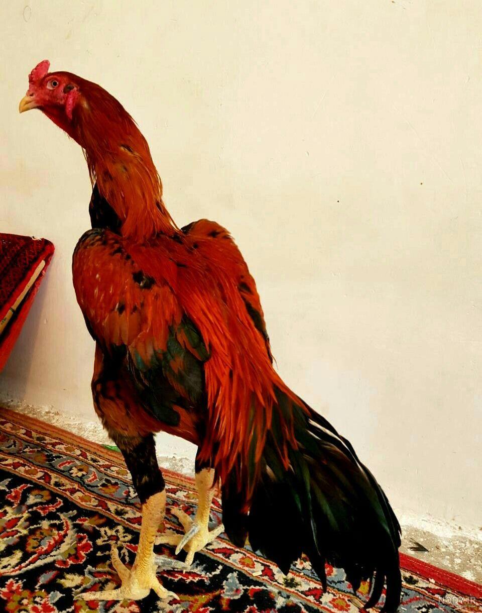 عکس خروس رنگی عکس خروس رنگی