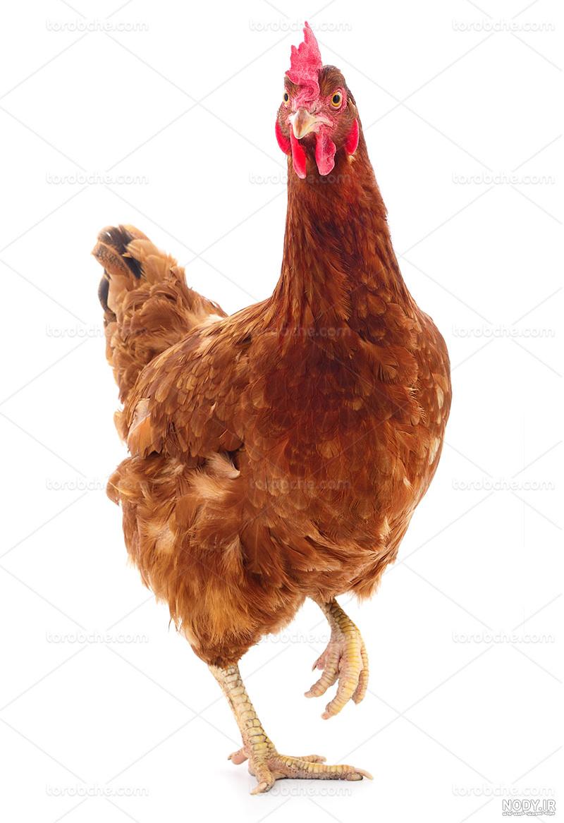 عکس خروس چهل تاج عکس خروس چهل تاج