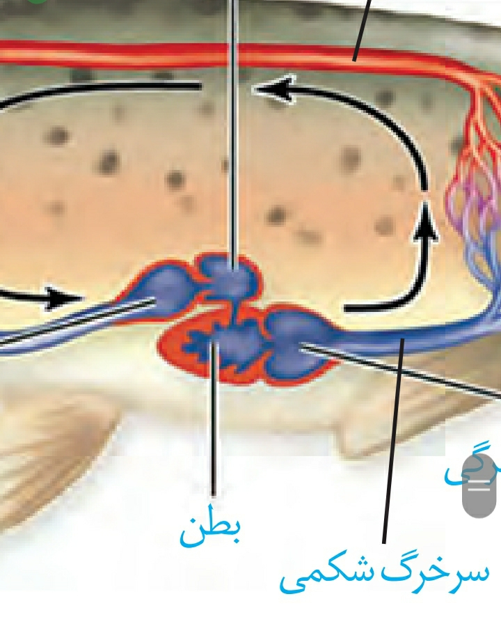 عکس کیسه میش ماهی | ماهی خان عکس کیسه میش ماهی | ماهی خان