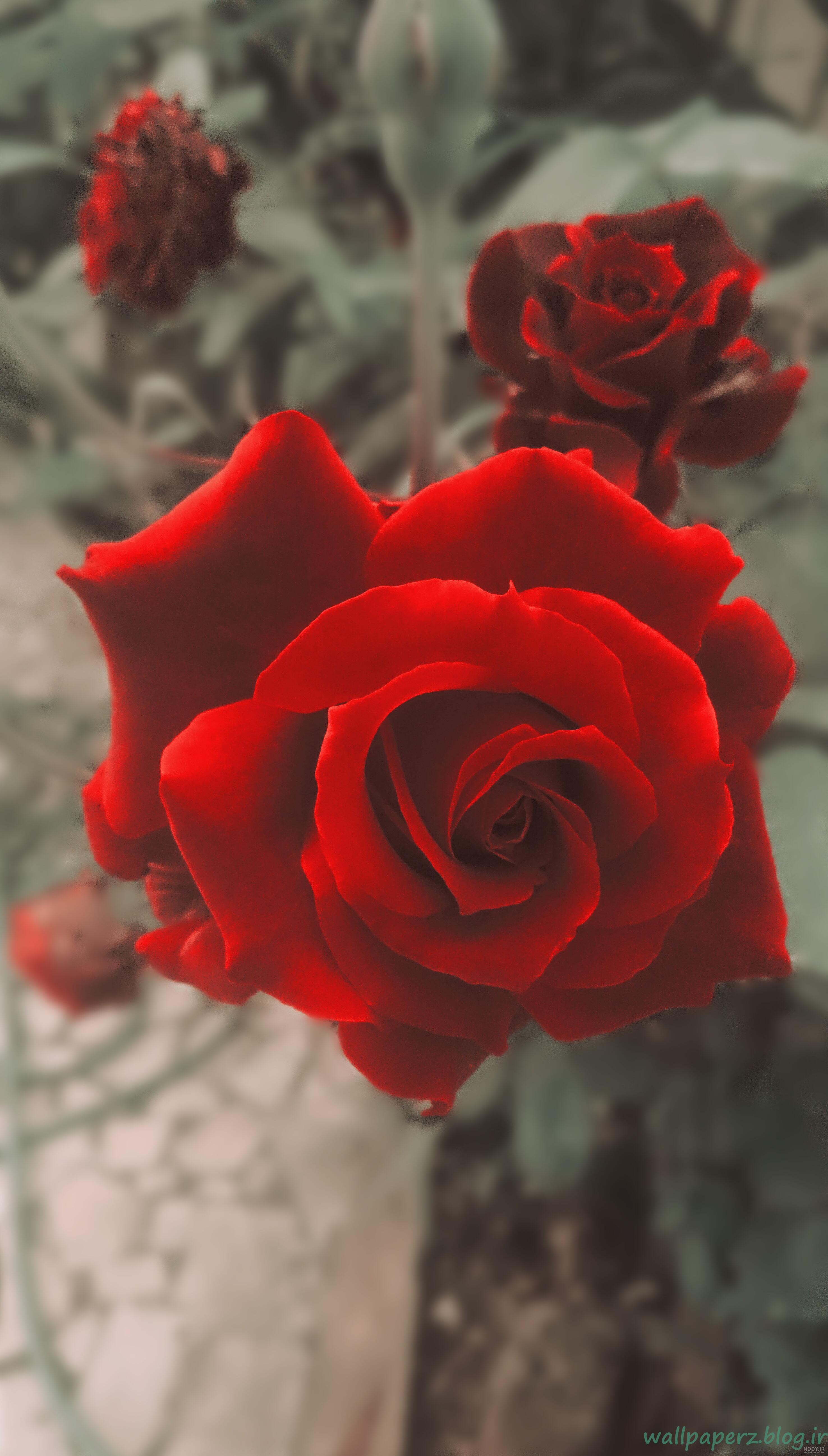عکس گل رز برای والپیپر عکس گل رز برای والپیپر