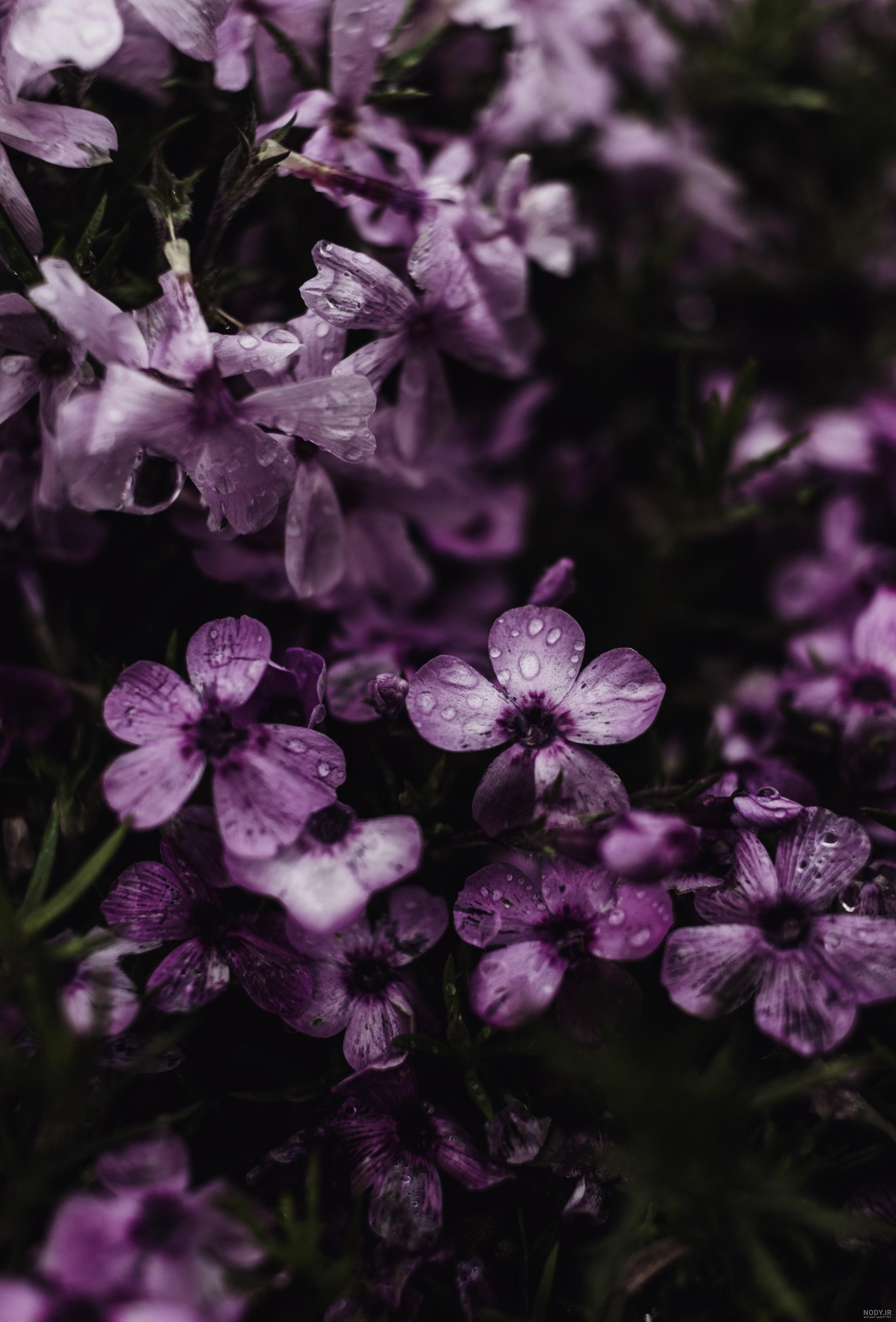 عکس گل رز برای والپیپر عکس گل رز برای والپیپر
