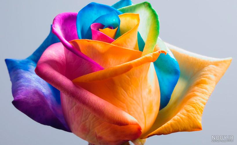 عکس گل رز تصویر زمینه - عکس نودی عکس گل رز تصویر زمینه - عکس نودی