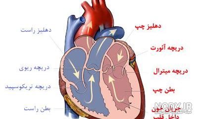 قلب | آناتومی(ساختمان) قلب قلب | آناتومی(ساختمان) قلب
