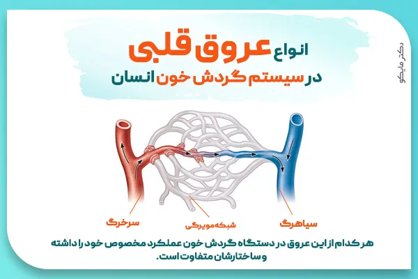 قلب انسان قلب انسان