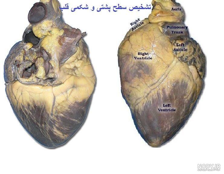 قلب انسان و نکات جالبی که باید در مورد آن بدانید قلب انسان و نکات جالبی که باید در مورد آن بدانید