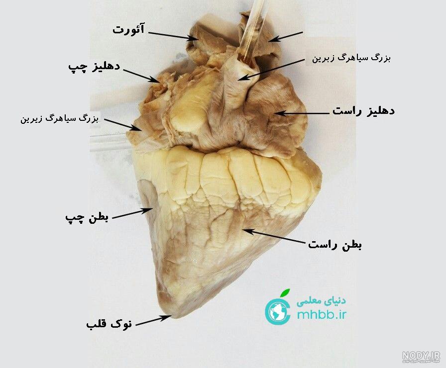 قلب انسان کجاست؟ وظایف، آناتومی قلب، شریانها +عکس قلب انسان قلب انسان کجاست؟ وظایف، آناتومی قلب، شریانها +عکس قلب انسان