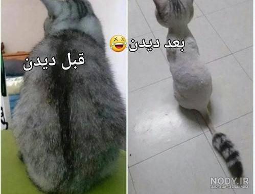مواجهه خنده دار گربه ها با خیار؛ وقتی گربه ها از خیار می ترسند(فیلم)