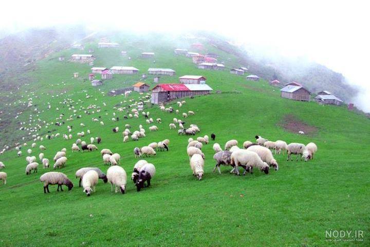 نمایی از طبیعت گیلان + عکس