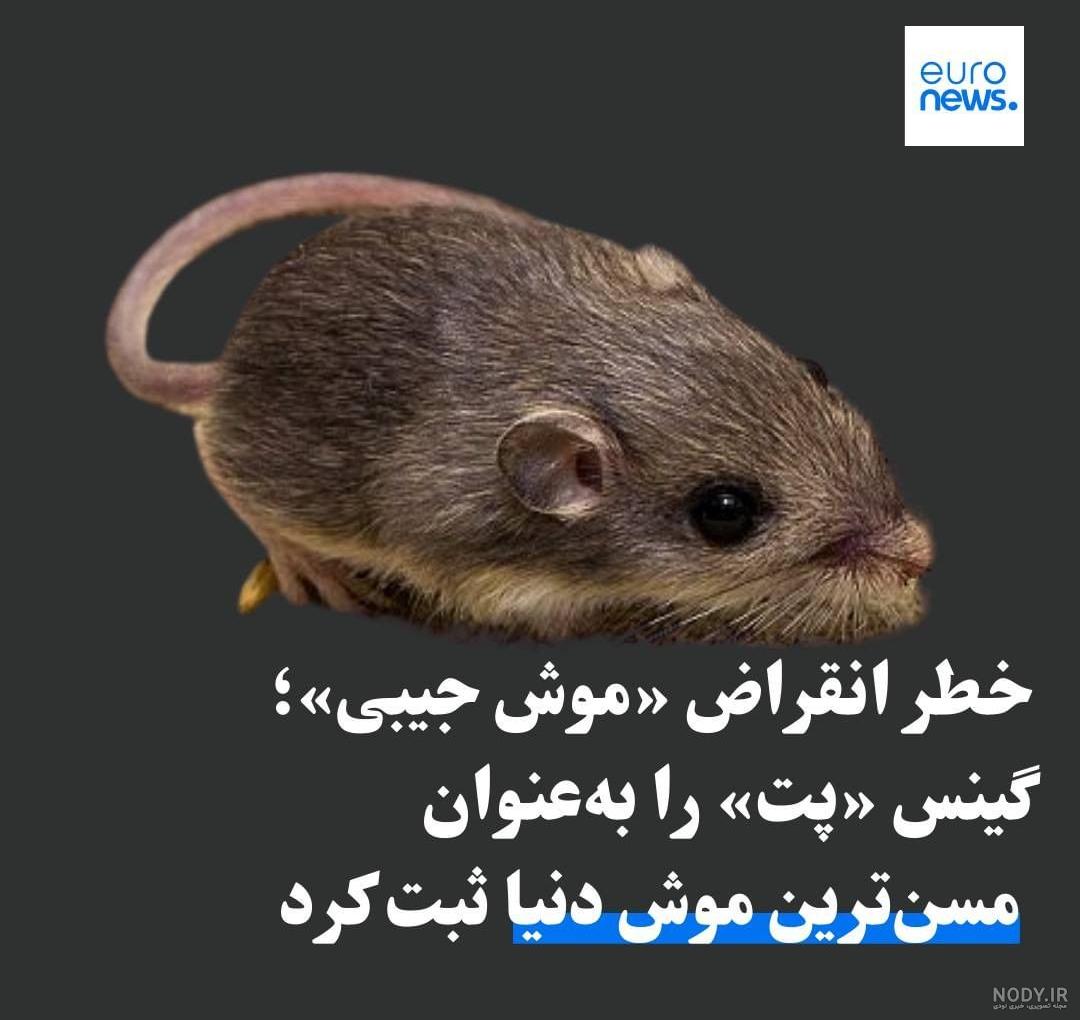 همستر چیست آیا همستر موشه؟ همستر چیست آیا همستر موشه؟