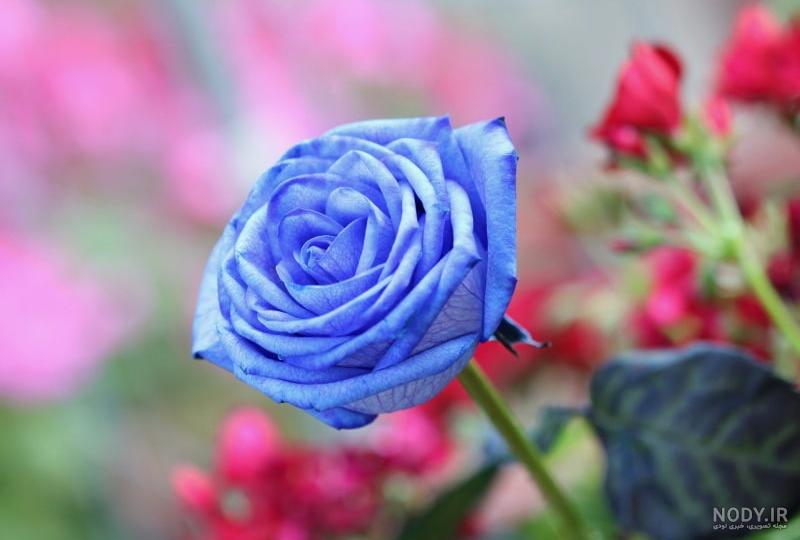 عکس آبی کیوت