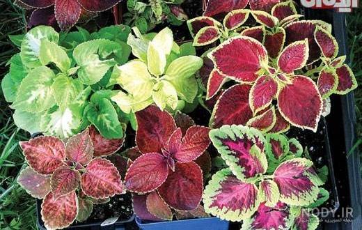 راهنمایی و بررسی ایده های تزیین خانه با گل طبیعی