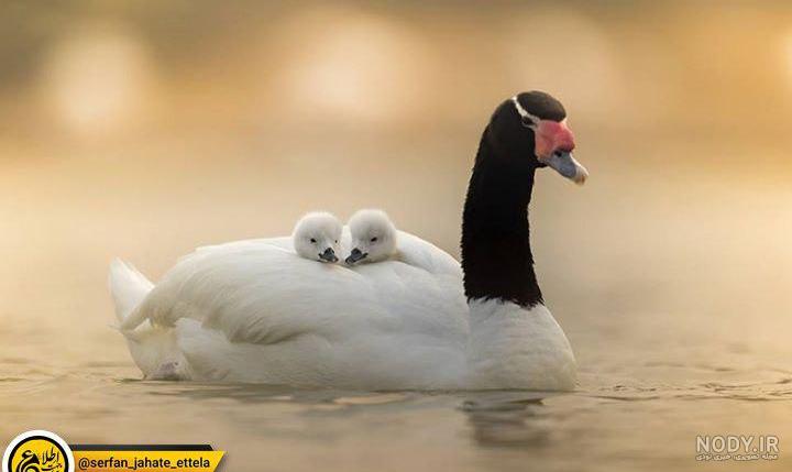 عکس زیبا و احساسی از قو ها