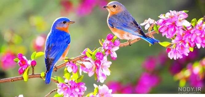 عکس پروفایل برای بهار
